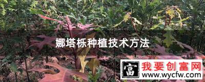 娜塔栎种植技术方法