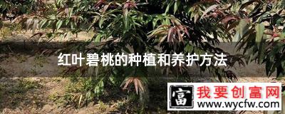 红叶碧桃的种植和养护方法