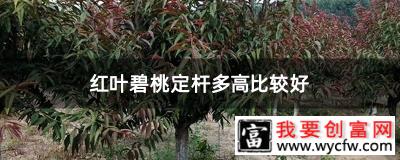 红叶碧桃定杆多高比较好