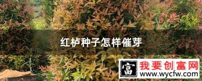 红栌种子怎样催芽