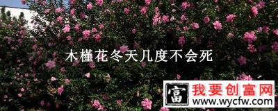 木槿花冬天几度不会死