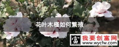 花叶木槿如何繁殖