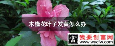 木槿花叶子发黄怎么办