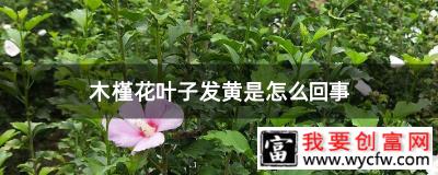 木槿花叶子发黄是怎么回事