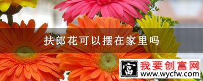 扶郎花可以摆在家里吗