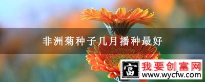 非洲菊种子几月播种最好