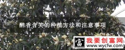 醉香含笑的种植方法和注意事项