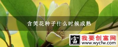 含笑花种子什么时候成熟