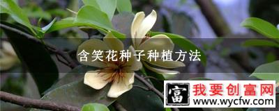 含笑花种子种植方法