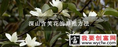 深山含笑花的养殖方法