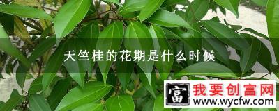 天竺桂的花期是什么时候