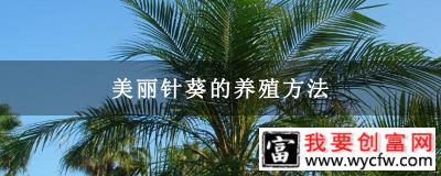 美丽针葵的养殖方法