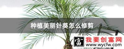 种植美丽针葵怎么修剪