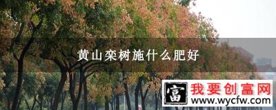 黄山栾树施什么肥好