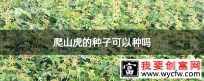 爬山虎的种子可以种吗