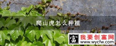 爬山虎怎么种植