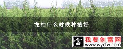 龙柏什么时候种植好