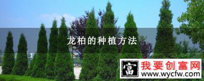 龙柏的种植方法