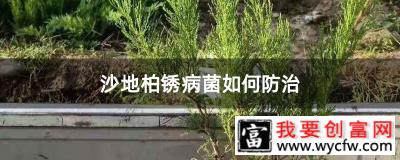 沙地柏锈病菌如何防治