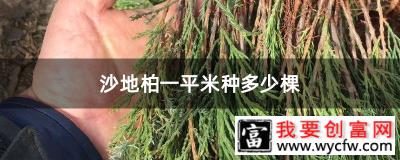 沙地柏一平米种多少棵