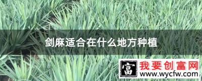 剑麻适合在什么地方种植