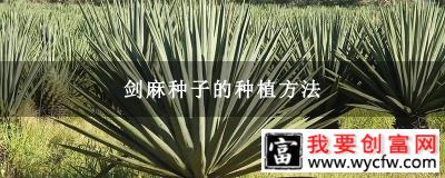 剑麻种子的种植方法