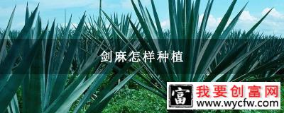 剑麻怎样种植