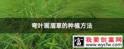 弯叶画眉草的种植方法