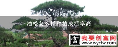 油松怎么样种植成活率高