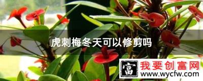 虎刺梅冬天可以修剪吗