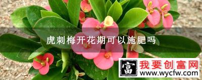 虎刺梅开花期可以施肥吗