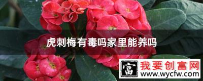 虎刺梅有毒吗家里能养吗