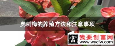 虎刺梅的养殖方法和注意事项