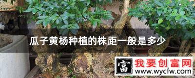 瓜子黄杨种植的株距一般是多少