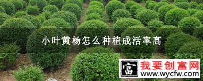 小叶黄杨怎么种植成活率高