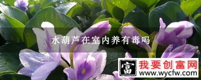 水葫芦在室内养有毒吗