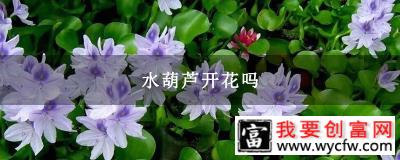 水葫芦开花吗