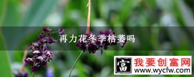 再力花冬季枯萎吗