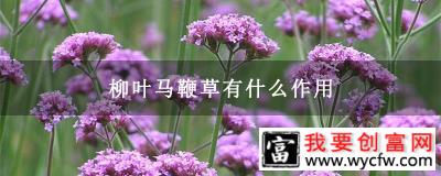 柳叶马鞭草有什么作用