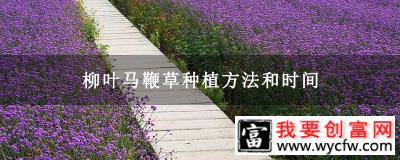 柳叶马鞭草种植方法和时间