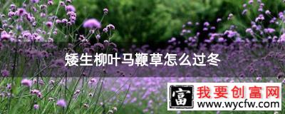 矮生柳叶马鞭草怎么过冬