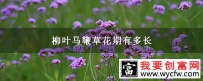 柳叶马鞭草花期有多长