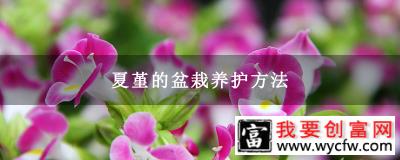 夏堇的盆栽养护方法