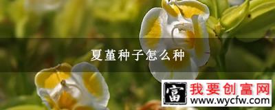 夏堇种子怎么种