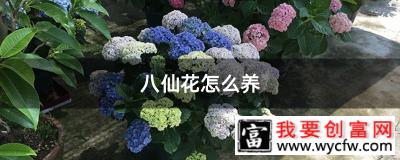 八仙花怎么养