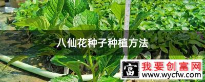 八仙花种子种植方法