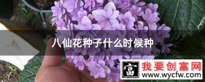 八仙花种子什么时候种