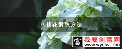 八仙花繁殖方法