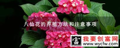 八仙花的养殖方法和注意事项