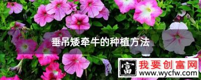 垂吊矮牵牛的种植方法